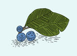 蓝莓手绘 
