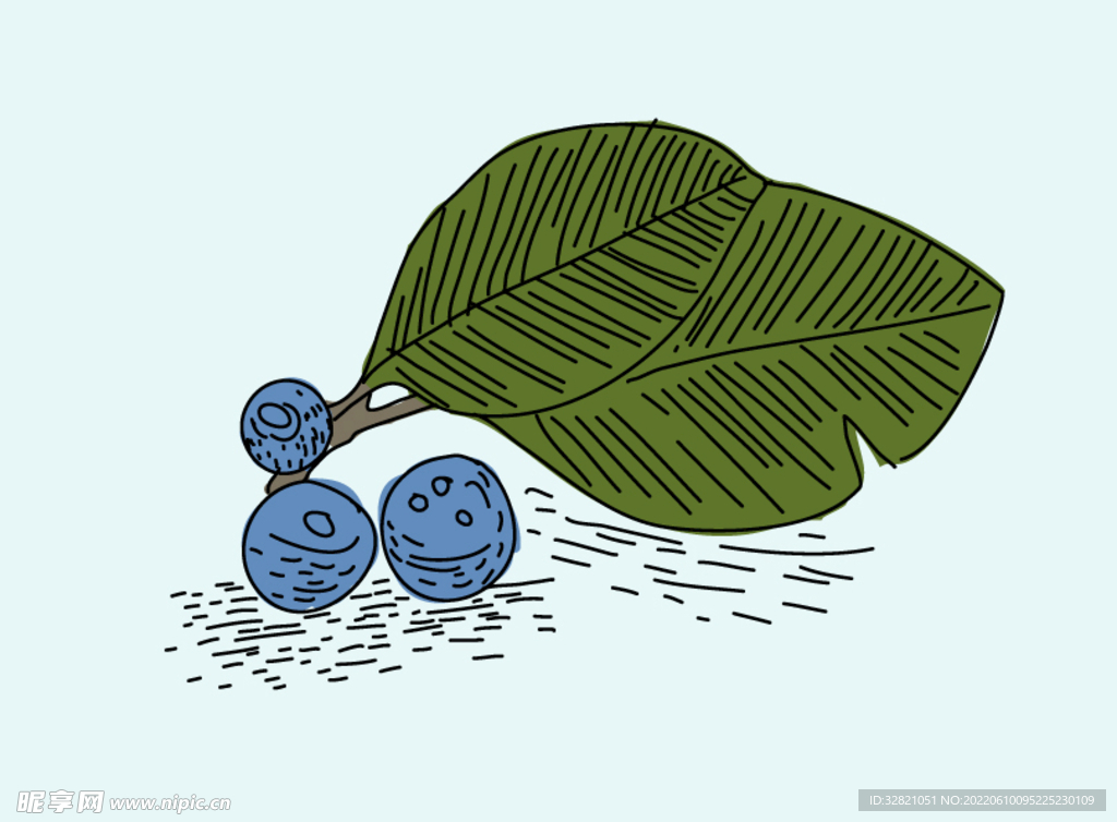 蓝莓手绘 