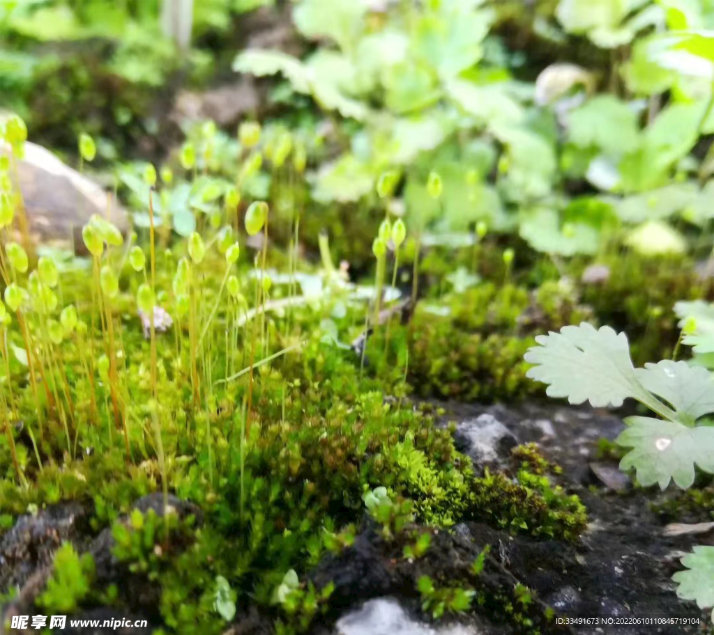 青苔苔藓地衣