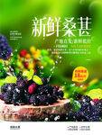新鲜桑葚