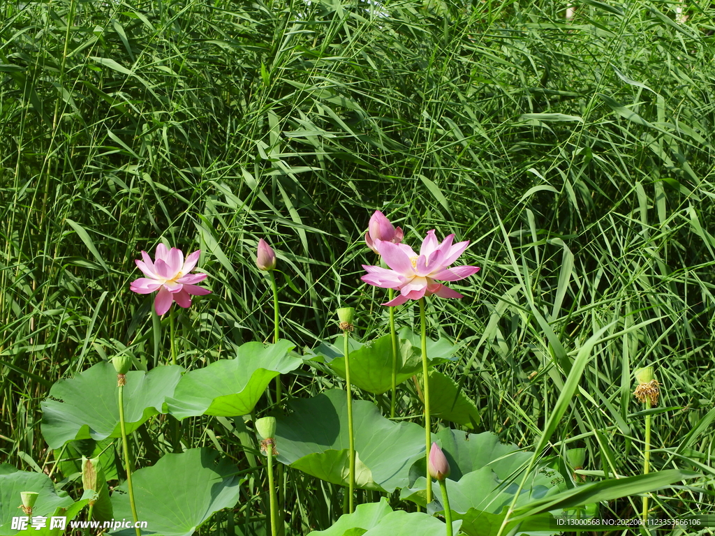 荷花