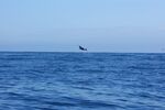 海面风景海豚地平线