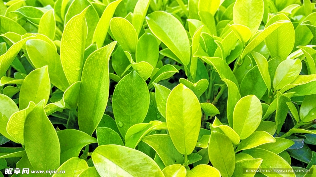户外绿叶植物