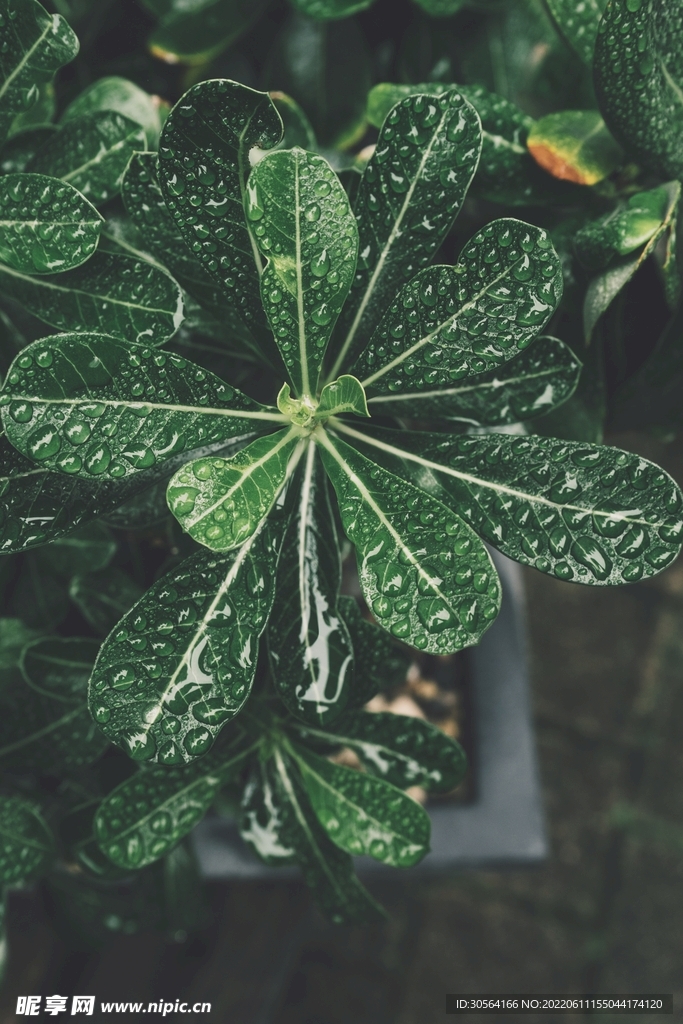户外绿叶绿植植物