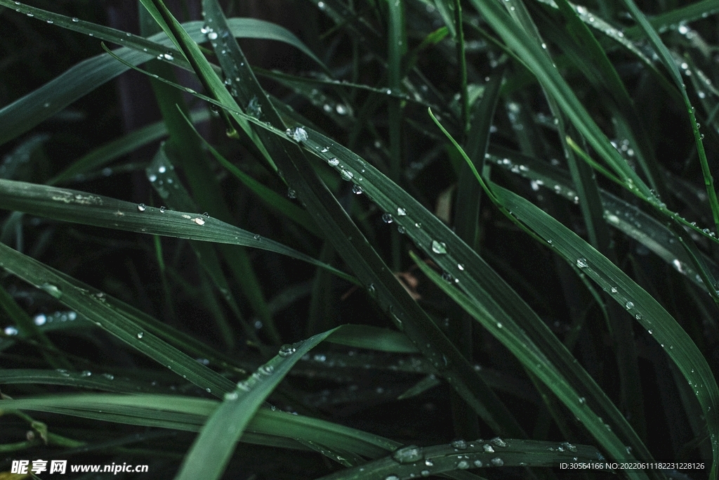 户外绿植自然景观