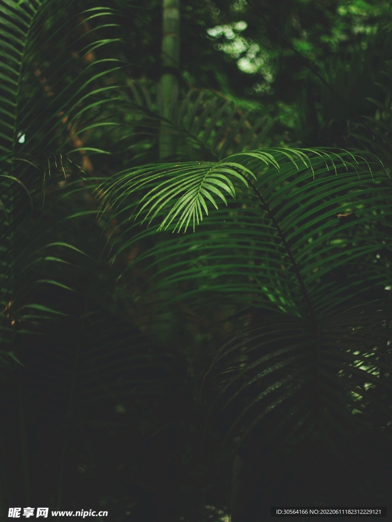 户外绿植自然景观