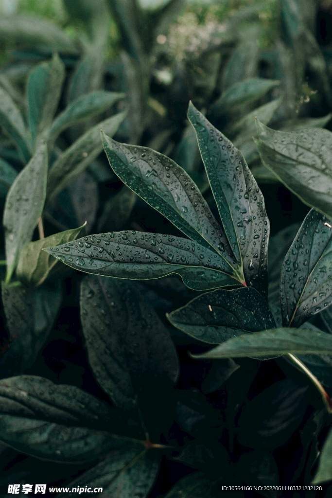 户外绿叶自然景观