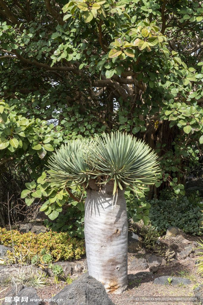 植物园 特写