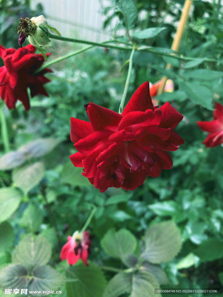 院子里的红玫瑰 花的图片