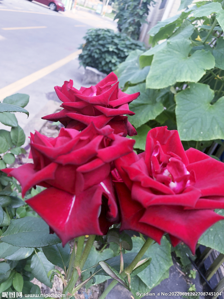 红玫瑰 花的图片