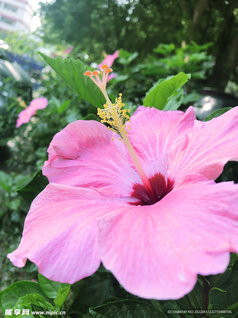 朱槿 植物特写