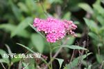 粉花绣线菊