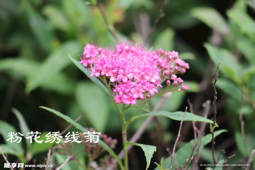 粉花绣线菊