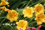 金娃娃萱草