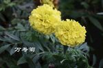 万寿菊