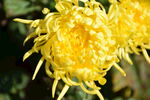 金丝皇菊 贵州菊花 镇远皇菊 