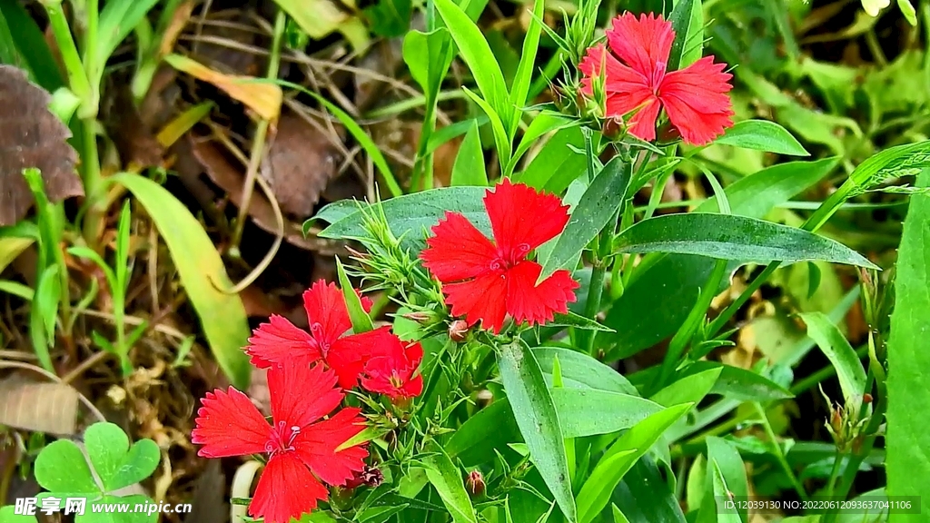 石竹花实拍视频