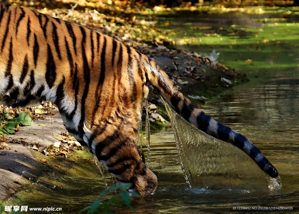 水中玩耍的老虎