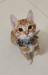 橘猫