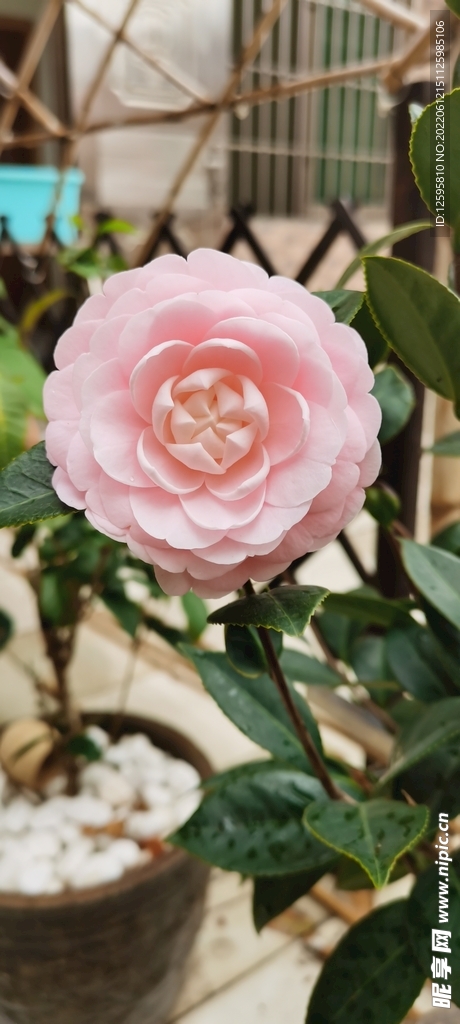 茶花