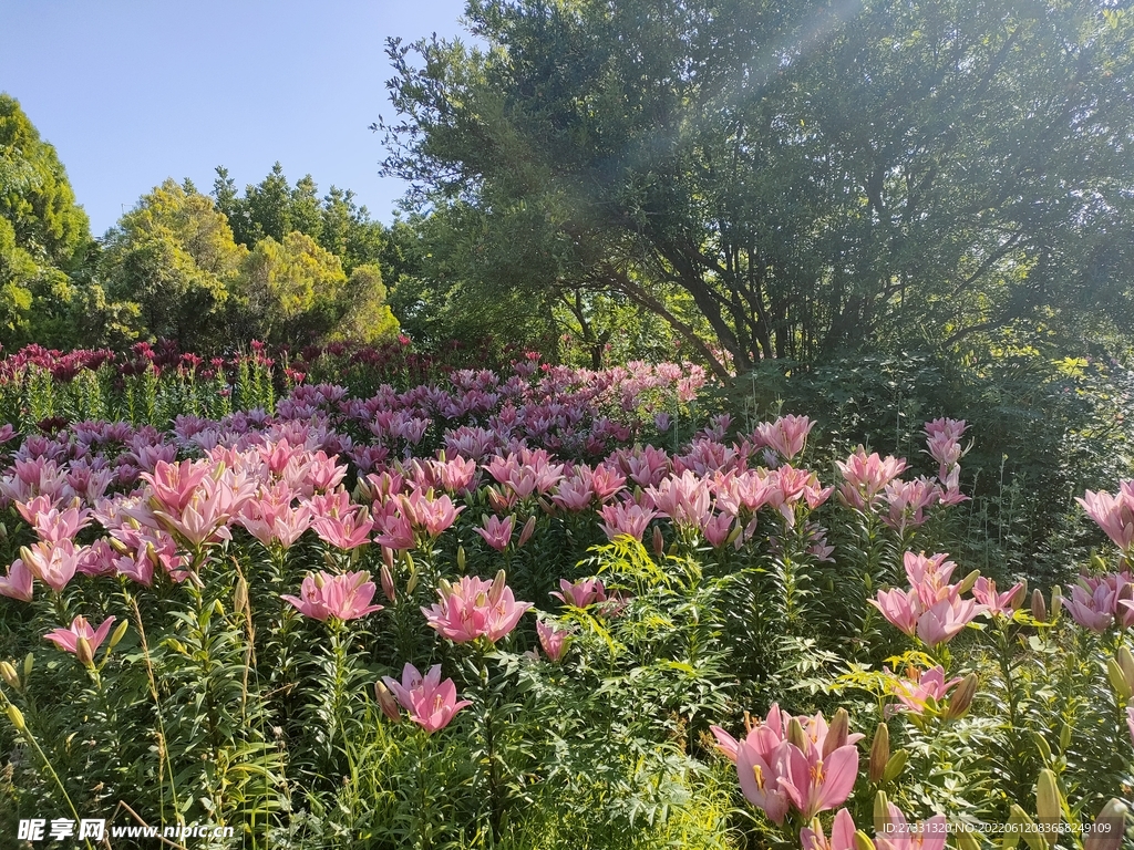 百合花花园