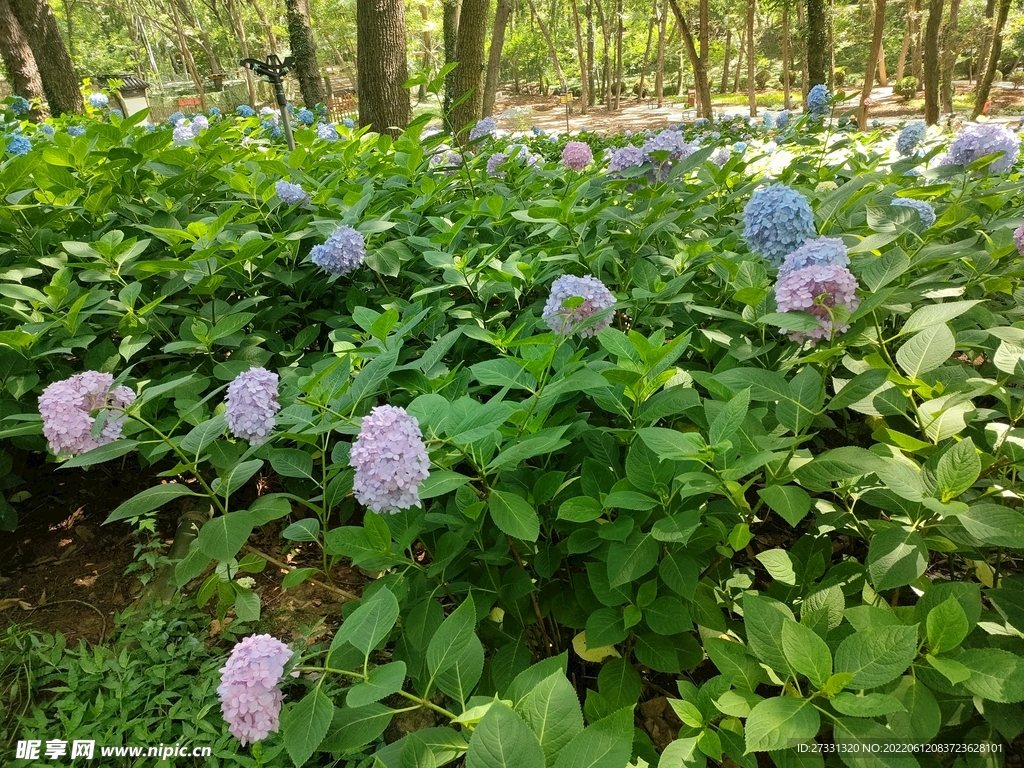 绣球花花海