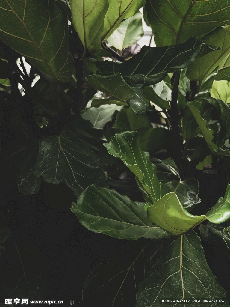 户外绿植自然景观