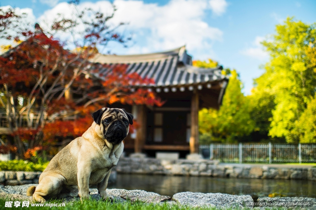狗