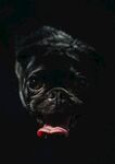 狗