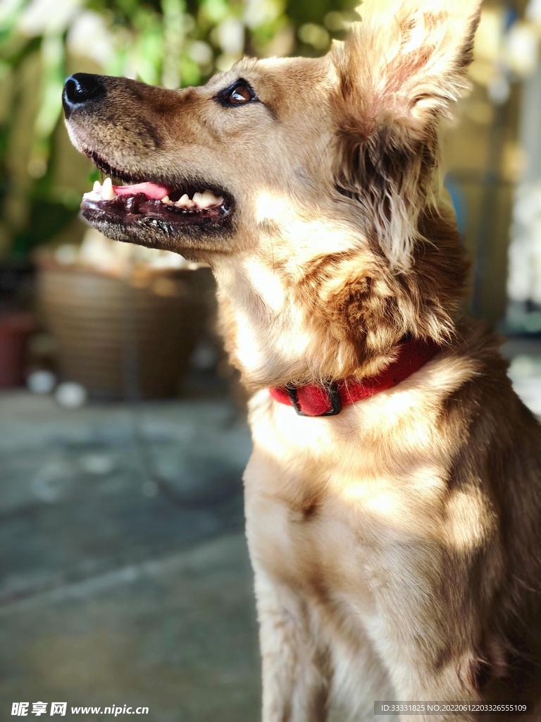 狗