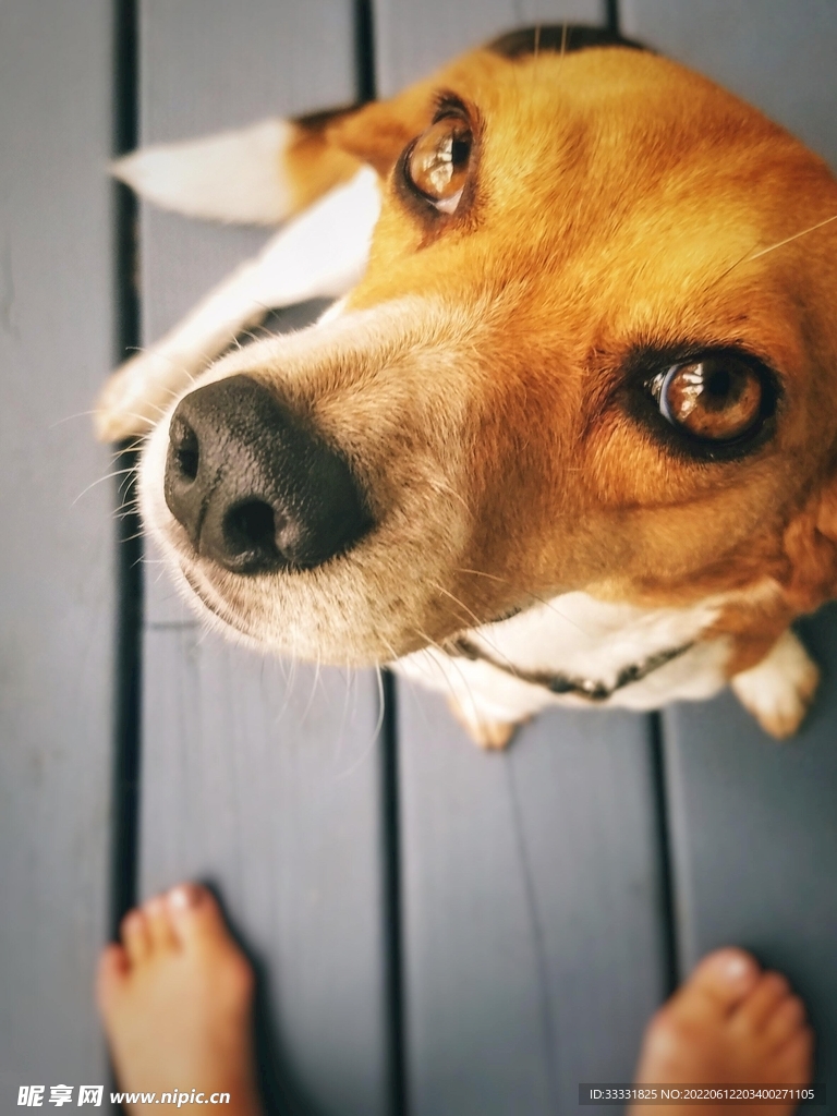狗