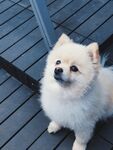 狗