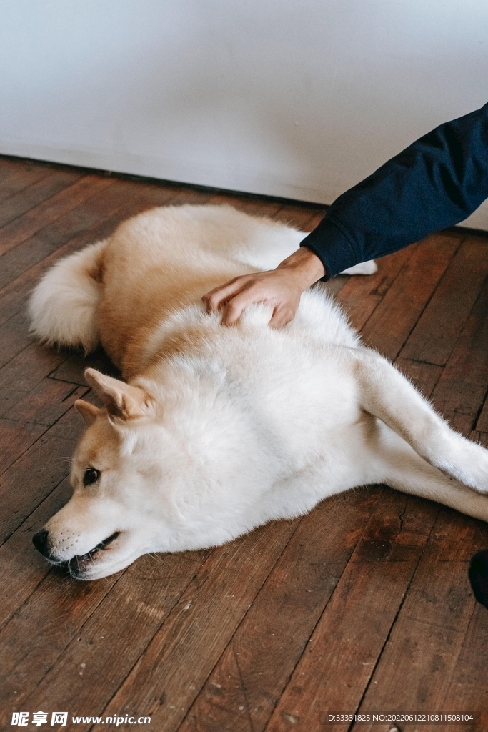 狗