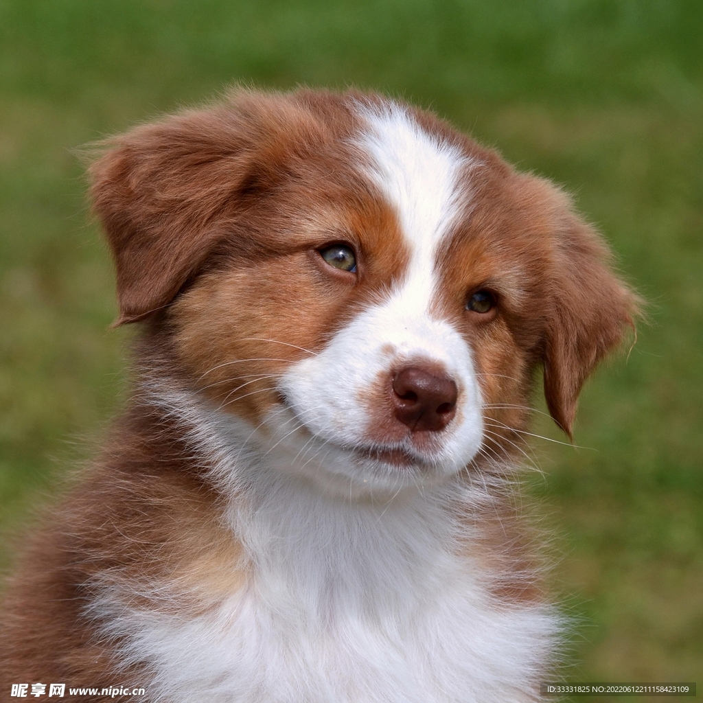 狗