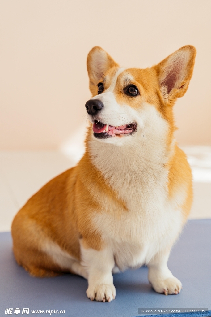 狗