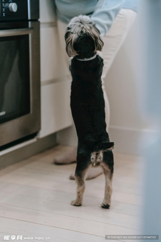 狗