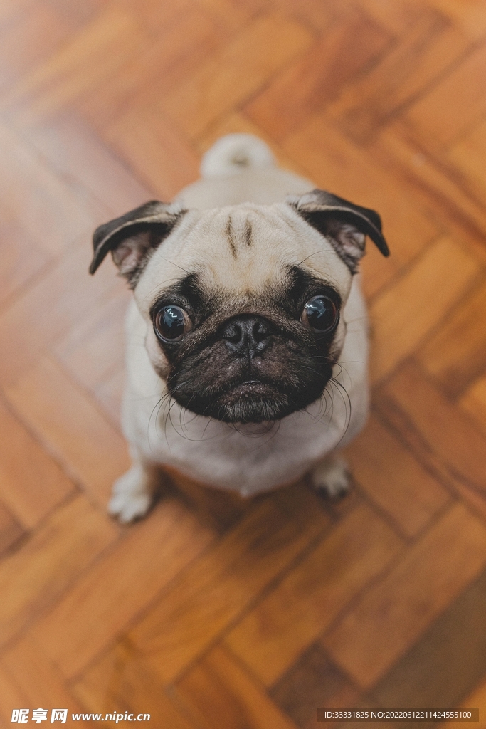 狗