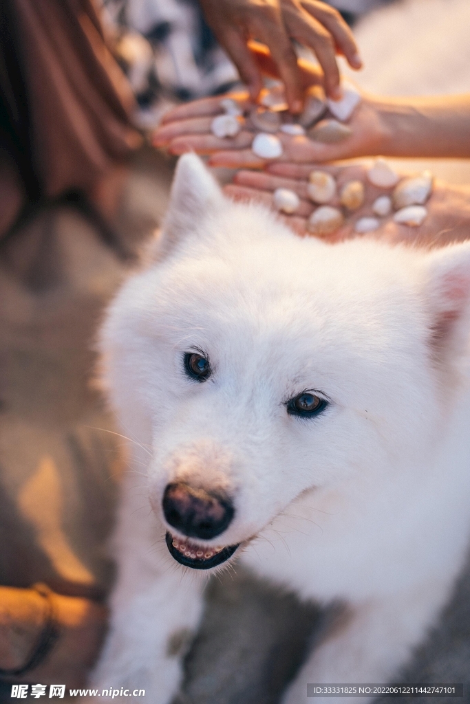 狗
