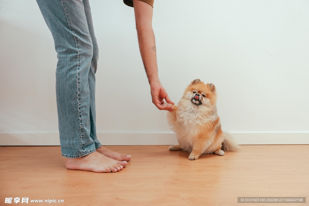 狗