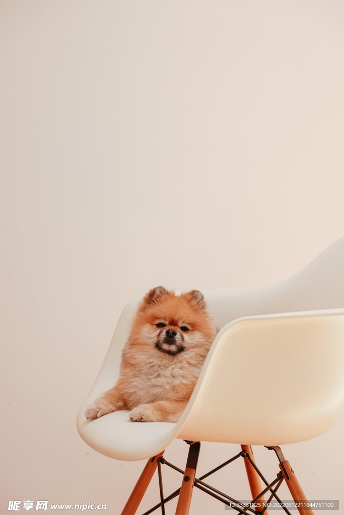 狗
