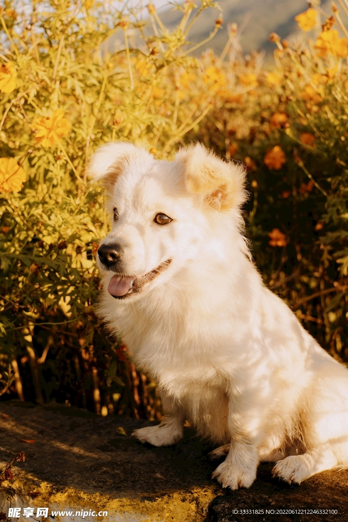 狗
