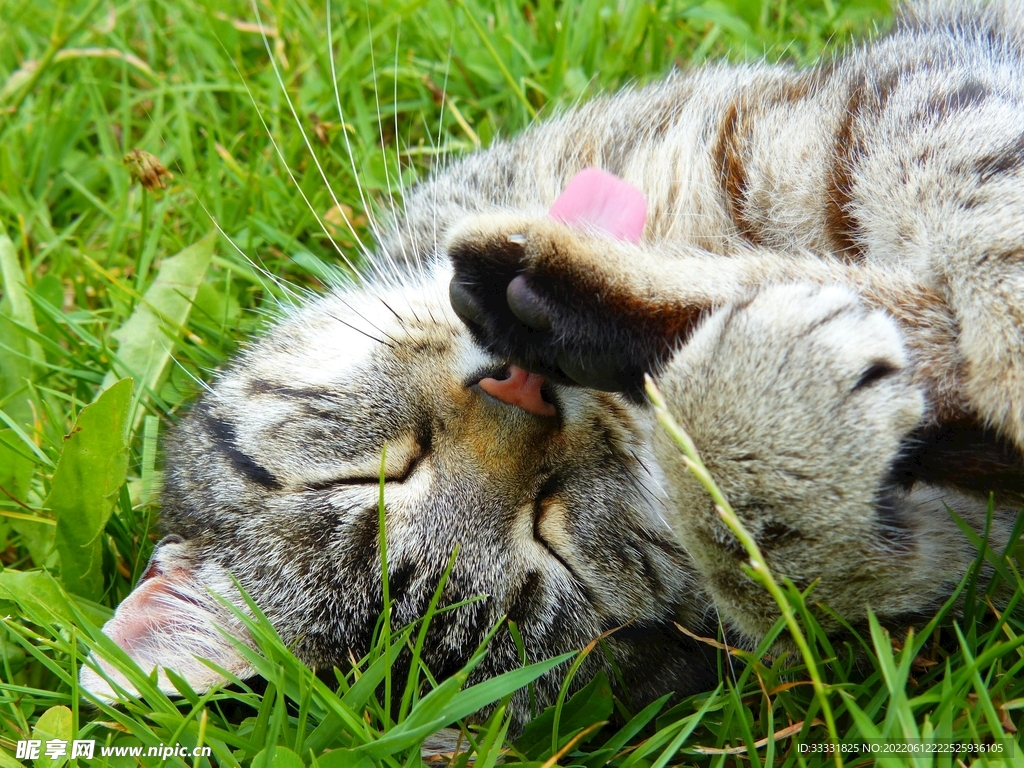 猫