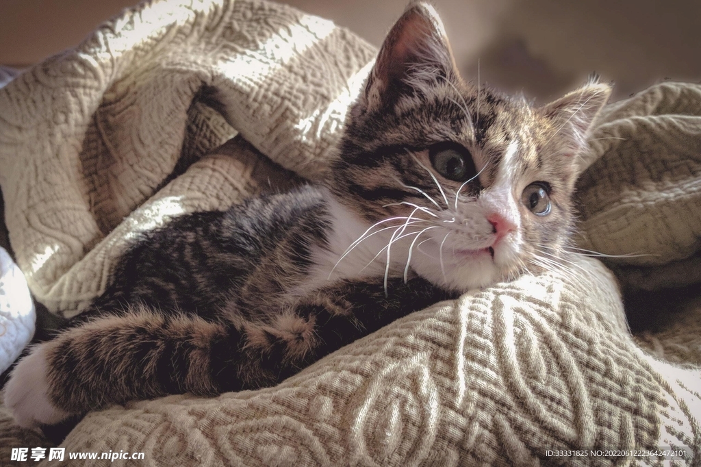 猫