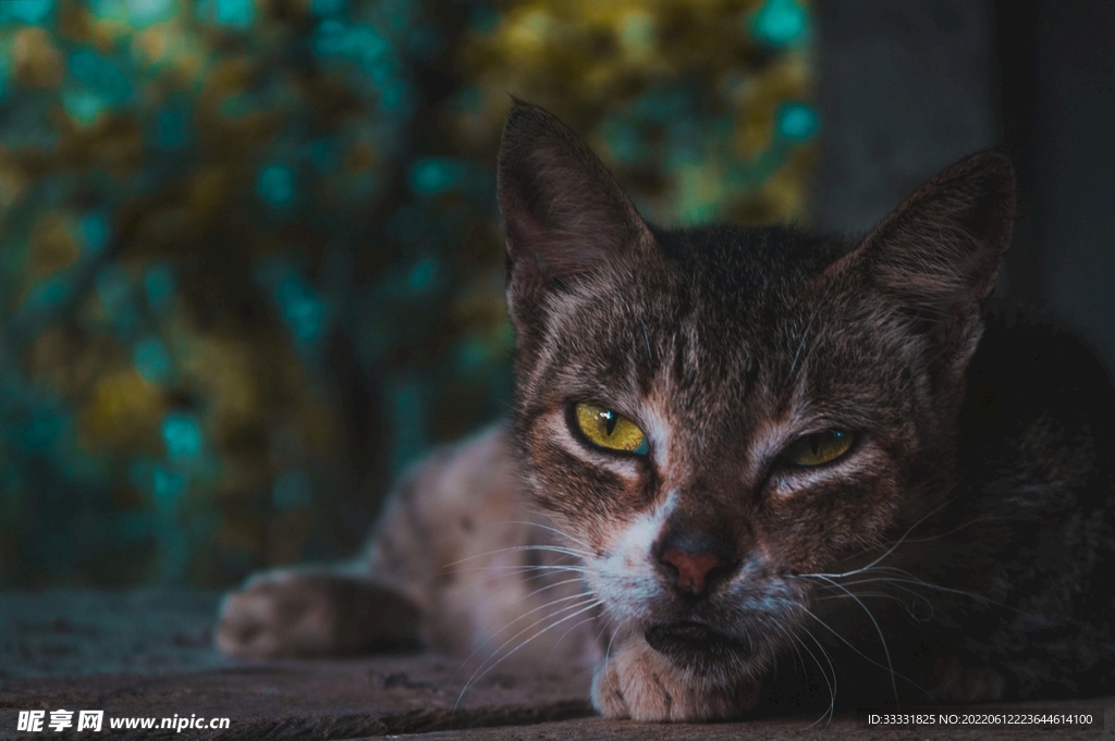 猫