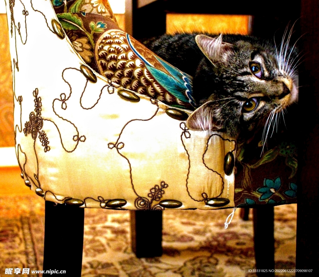 猫
