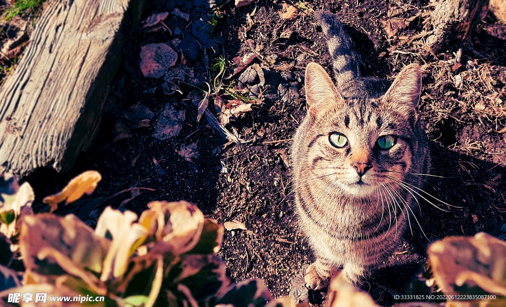 猫