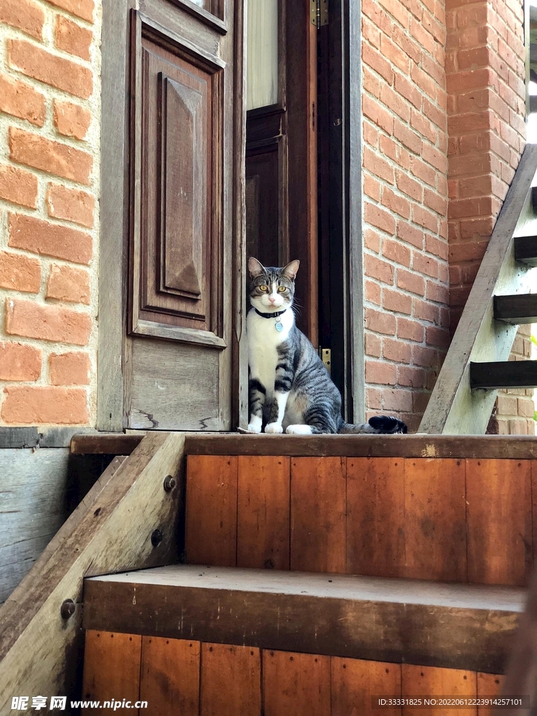 猫