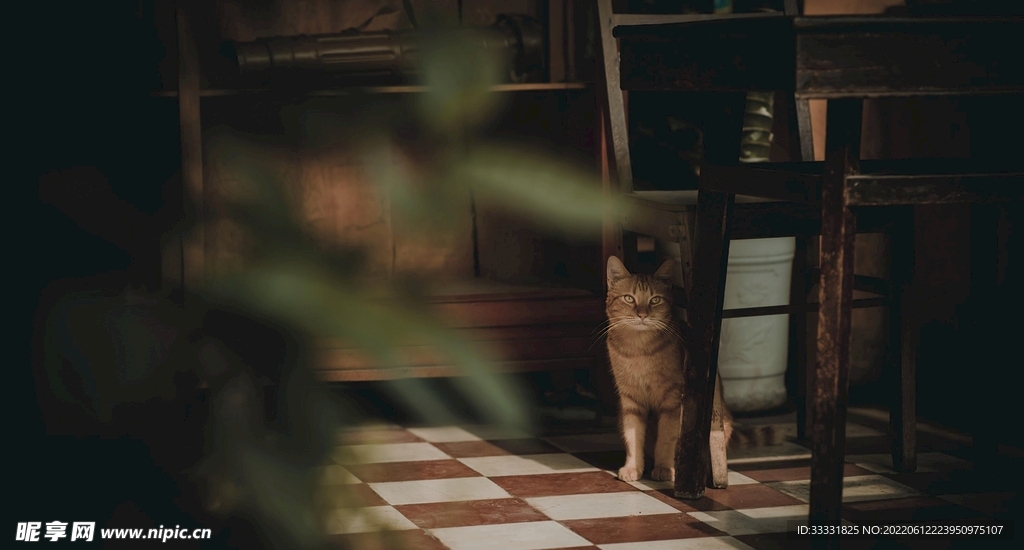 猫