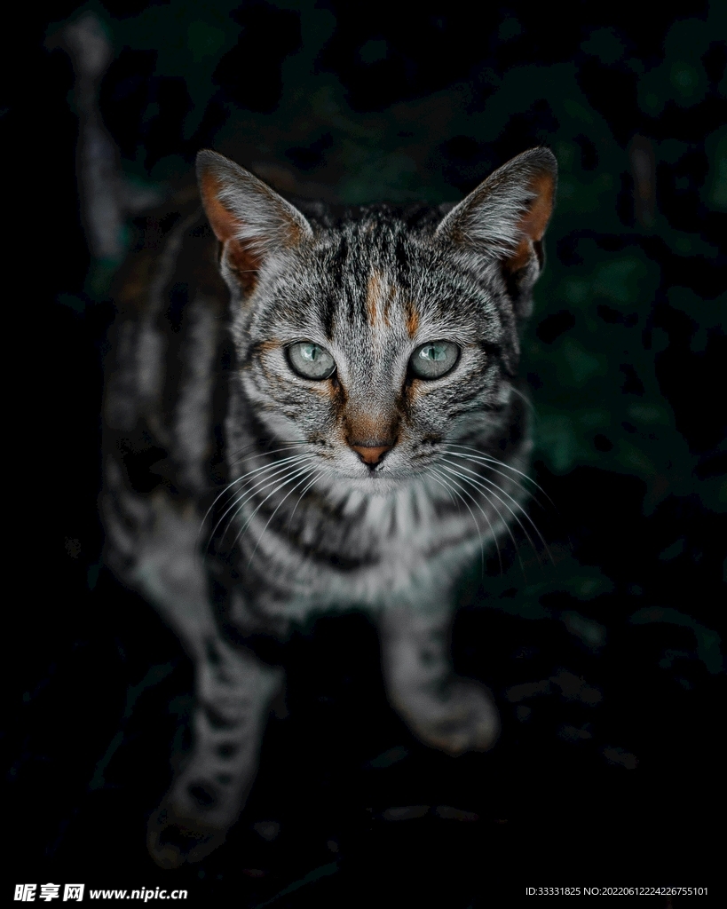 猫
