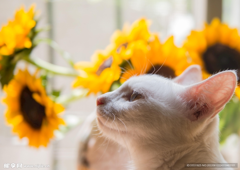 猫